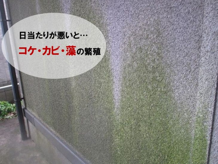 【外壁を掃除する理由】外壁のコケ・カビ・藻の繁殖